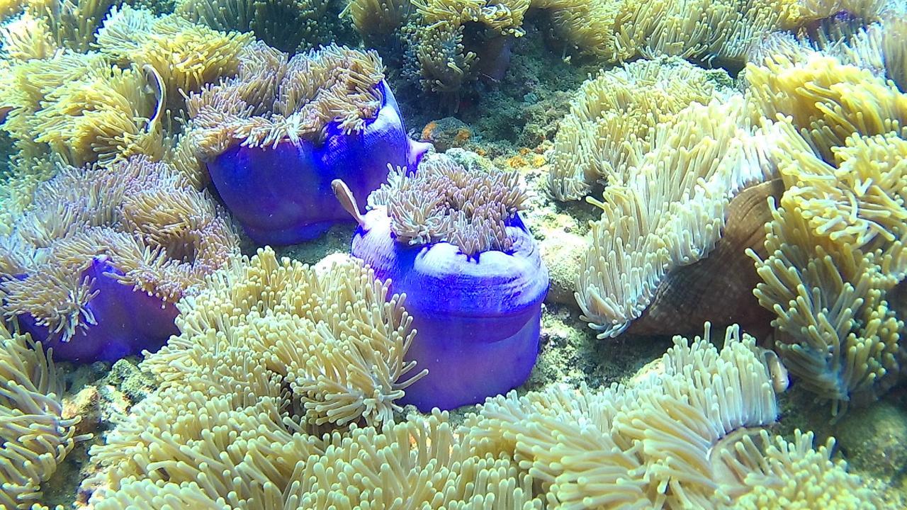 Green Adamas Resort Chumphon Dış mekan fotoğraf